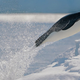 Image for article titled The Most Accurate Count of Emperor Penguin Populations. From Space!
